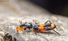 Ectomocoris