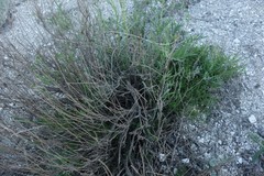 Artemisia salsoloides