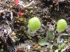 Asterella saccata