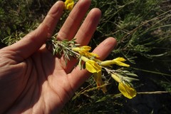 Chamaecytisus ruthenicus