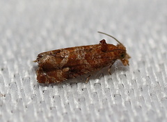 Lobesia xylistis