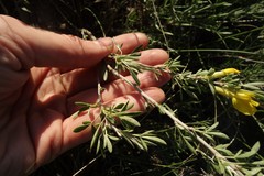 Chamaecytisus ruthenicus