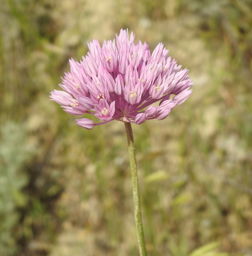 Allium rubellum, photograph 6