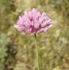 Allium rubellum, photograph (c) Konstantin Grebennikov, some rights reserved (CC BY)
