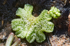 Riccia cavernosa