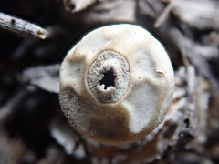 Geastrum minimum