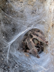 Psalmopoeus reduncus