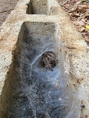 Psalmopoeus reduncus