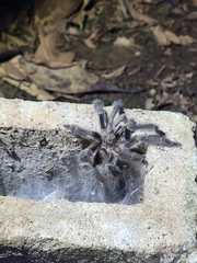 Psalmopoeus reduncus