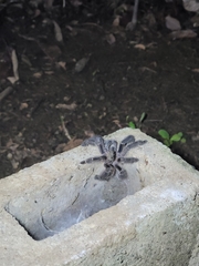 Psalmopoeus reduncus