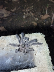 Psalmopoeus reduncus