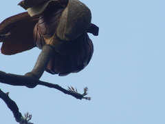 Swietenia macrophylla