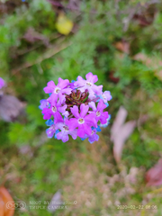 Glandularia tenera