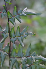 Cheilanthes involuta