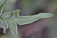 Cheilanthes involuta