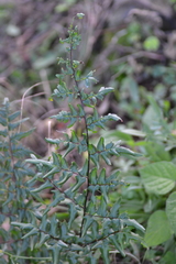 Cheilanthes involuta
