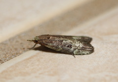Heteromicta poeodes