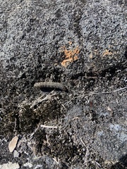 Ophiusa disjungens