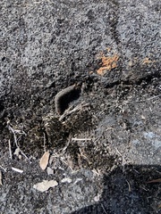 Ophiusa disjungens