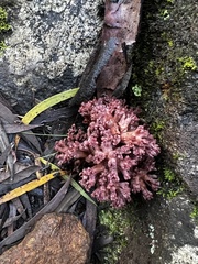 Ramaria capitata