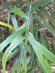 Parsonsia capsularis