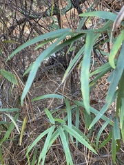 Parsonsia capsularis