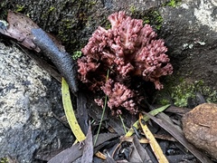 Ramaria capitata