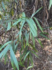 Parsonsia capsularis