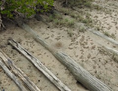 Polyrhachis sokolova