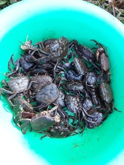 Acanthothelphusa niloticus