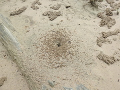 Polyrhachis sokolova