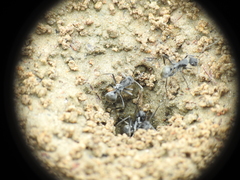 Polyrhachis sokolova