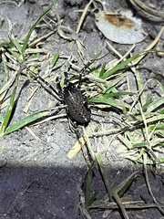 Egaenus