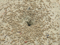 Polyrhachis sokolova