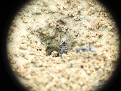 Polyrhachis sokolova