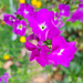 紫羅蘭 - Photo 由 Jianstargazer 所上傳的 (c) Jianstargazer，保留部份權利CC BY-NC