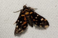 Diathrausta ochreipennis