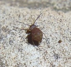 Ptenothrix marmorata