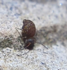 Ptenothrix marmorata