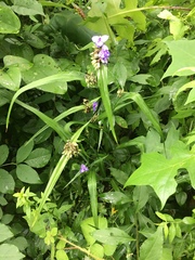 Tradescantia subaspera