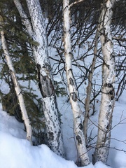 Betula neoalaskana