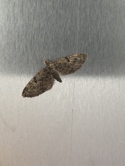 Eupithecia abbreviata