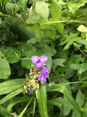 Tradescantia subaspera