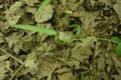Tulipa sylvestris