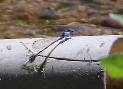 Argia extranea