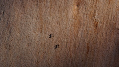 Ochetellus glaber