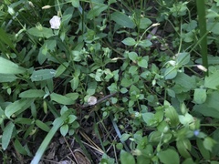 Veronica cardiocarpa