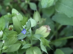 Veronica cardiocarpa