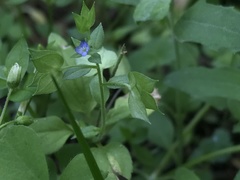 Veronica cardiocarpa