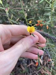 Bossiaea heterophylla